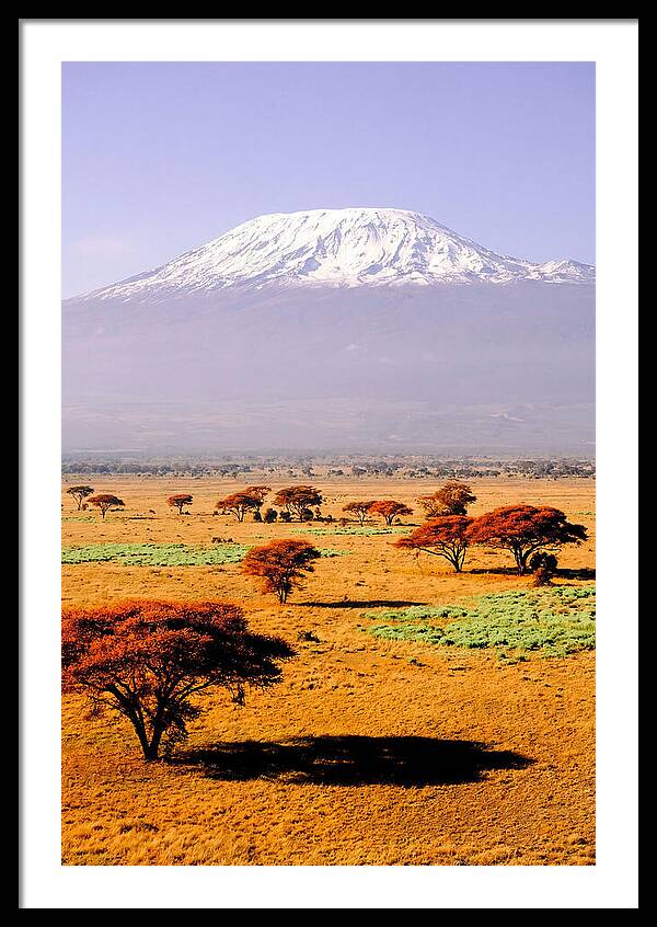 Stunning Kilimanjaro Above Amboseli