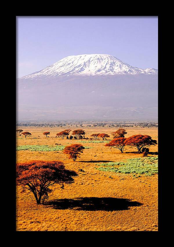 Stunning Kilimanjaro Above Amboseli
