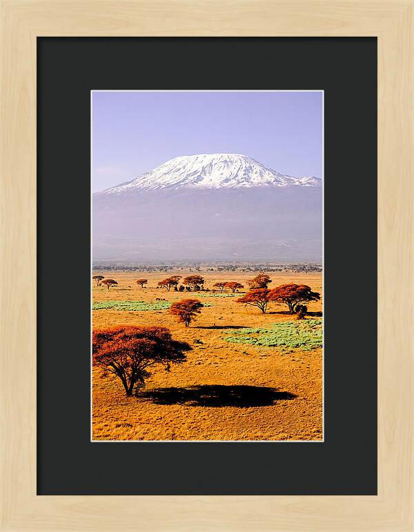 Stunning Kilimanjaro Above Amboseli