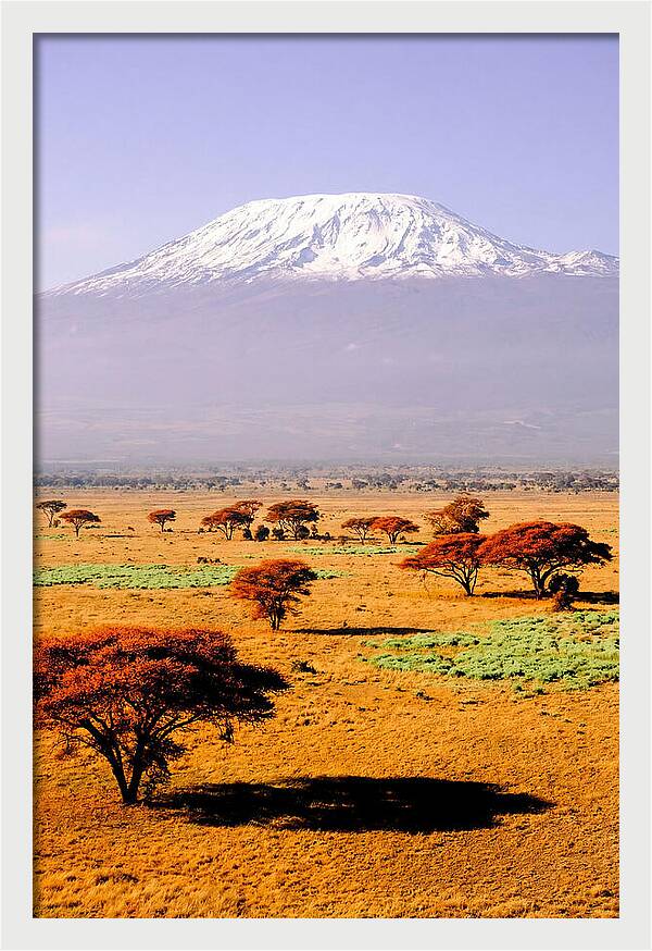 Stunning Kilimanjaro Above Amboseli