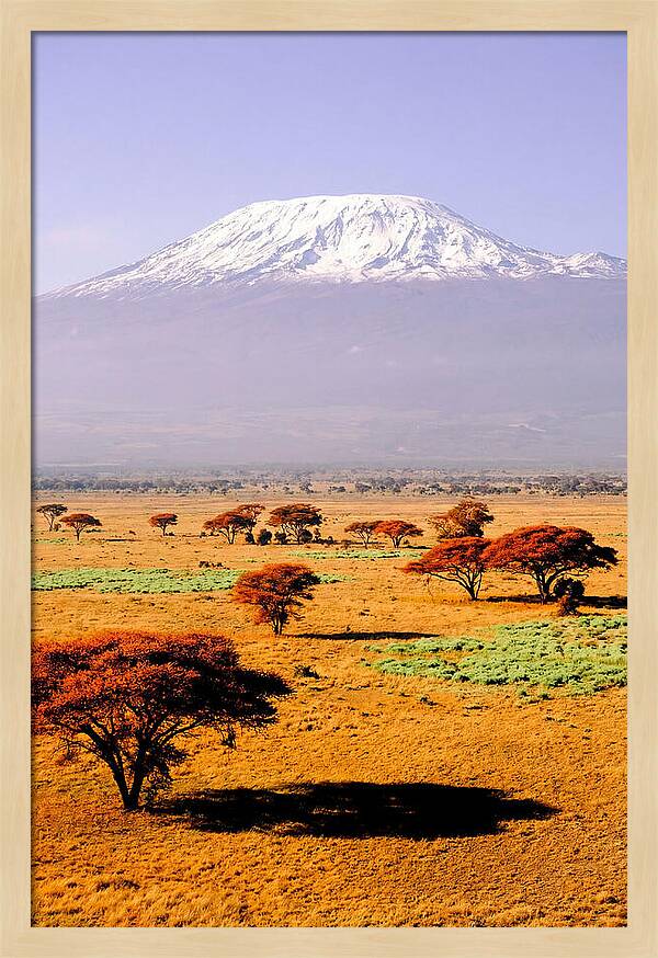 Stunning Kilimanjaro Above Amboseli
