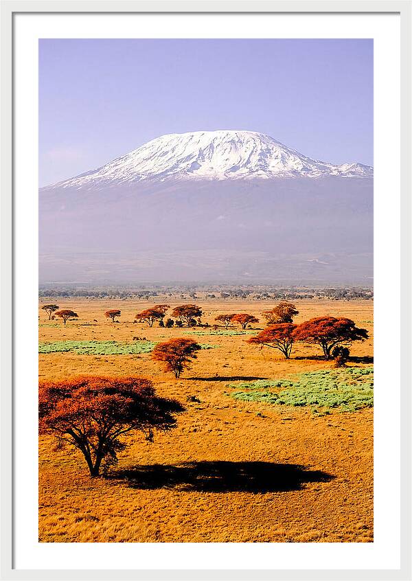 Stunning Kilimanjaro Above Amboseli