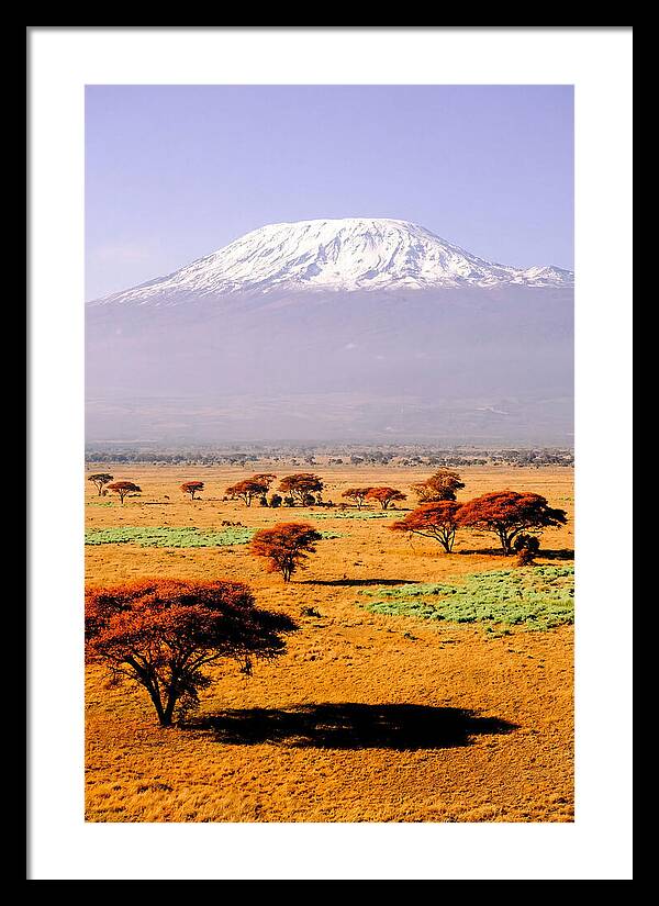 Stunning Kilimanjaro Above Amboseli