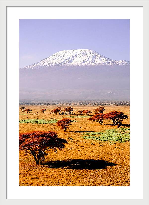 Stunning Kilimanjaro Above Amboseli