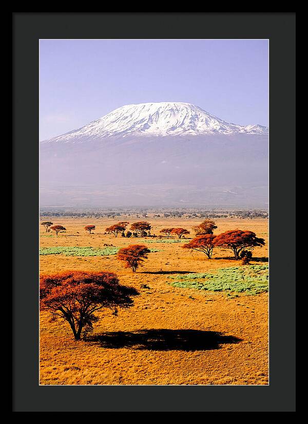 Stunning Kilimanjaro Above Amboseli
