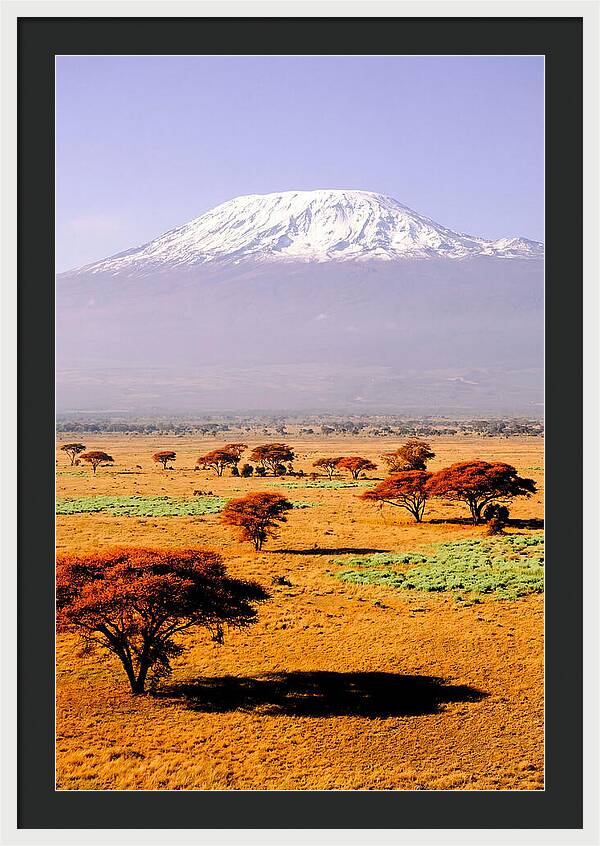 Stunning Kilimanjaro Above Amboseli