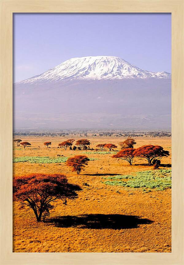 Stunning Kilimanjaro Above Amboseli