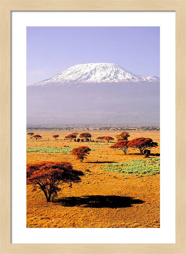 Stunning Kilimanjaro Above Amboseli