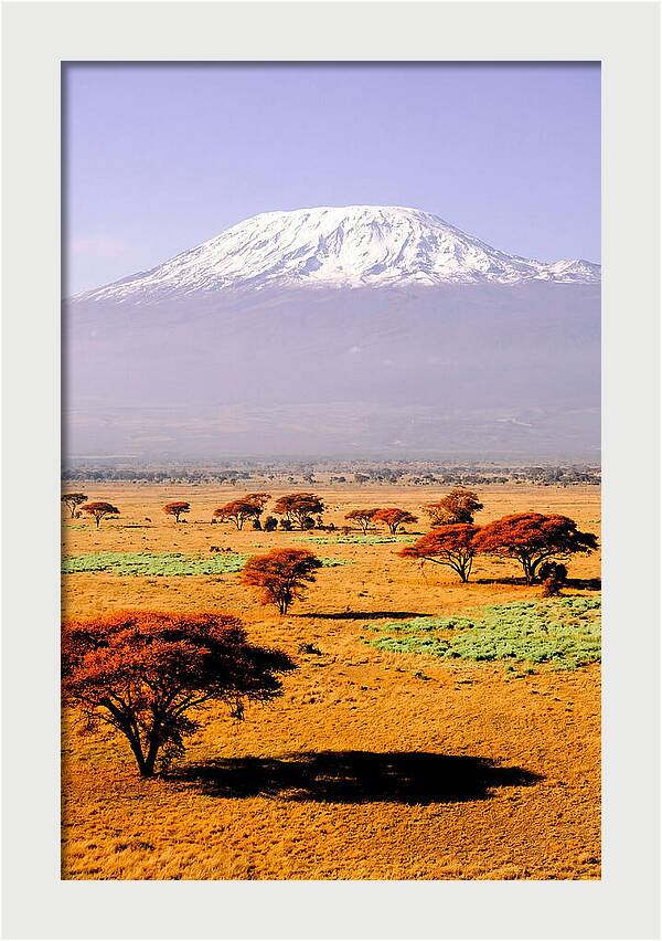 Stunning Kilimanjaro Above Amboseli