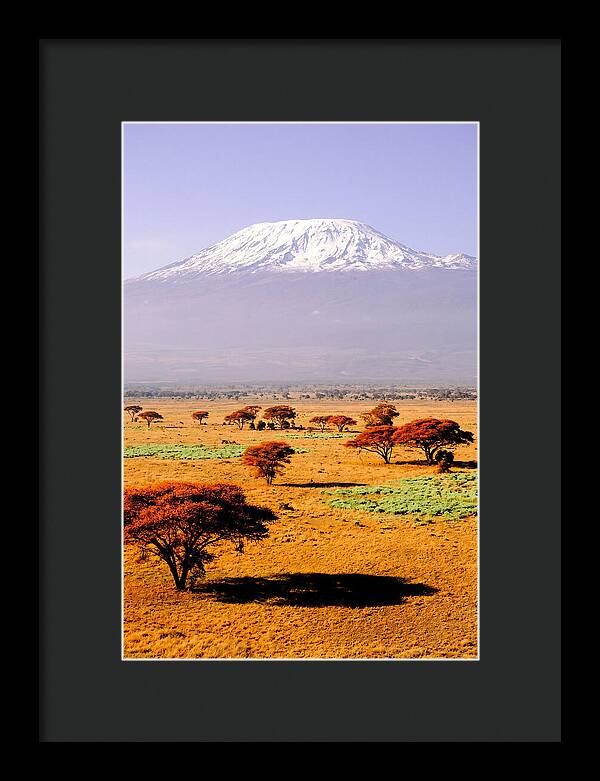Stunning Kilimanjaro Above Amboseli