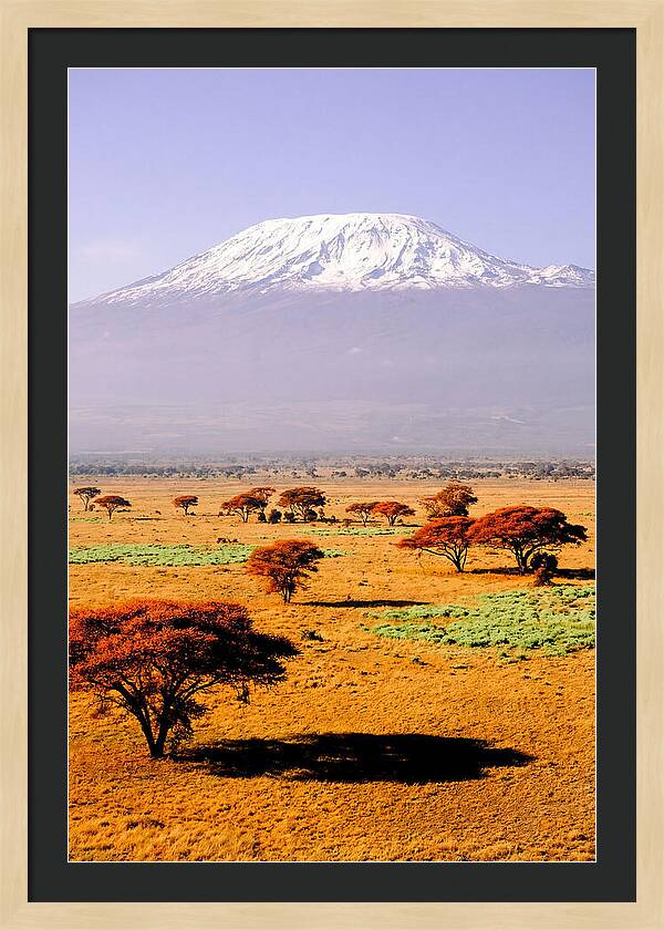 Stunning Kilimanjaro Above Amboseli