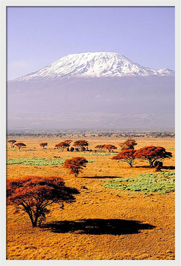 Stunning Kilimanjaro Above Amboseli