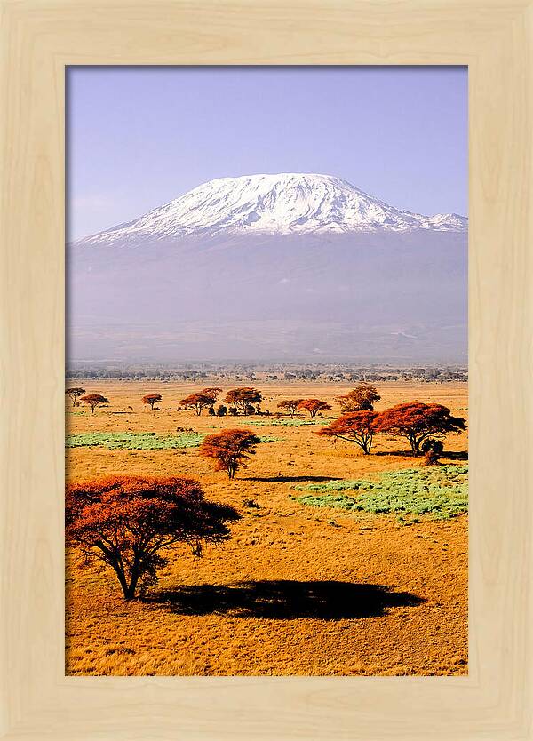 Stunning Kilimanjaro Above Amboseli
