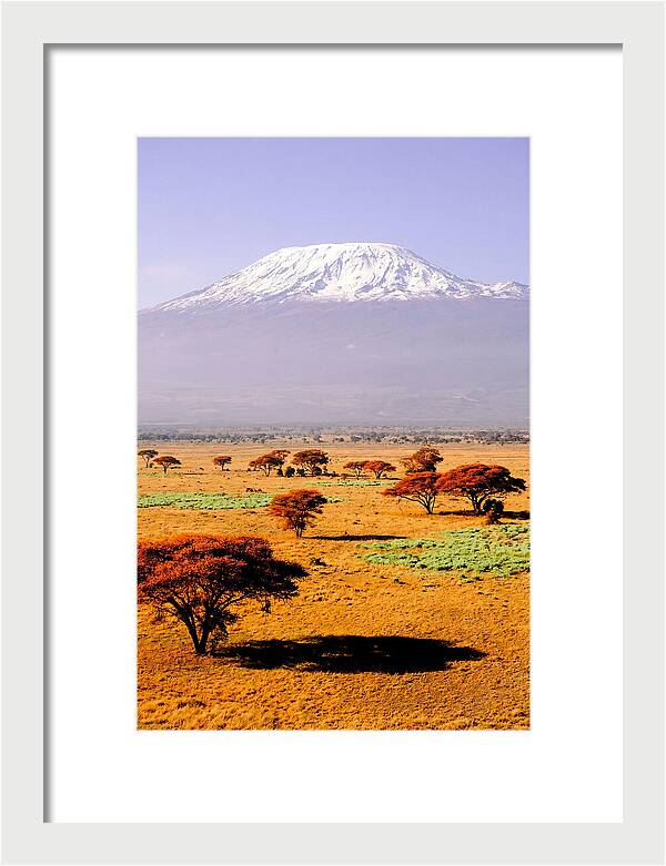 Stunning Kilimanjaro Above Amboseli