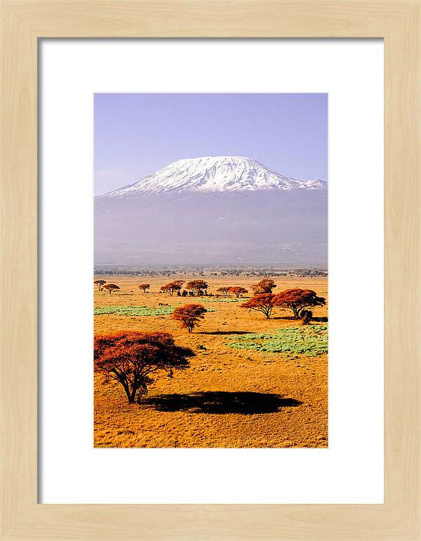 Stunning Kilimanjaro Above Amboseli