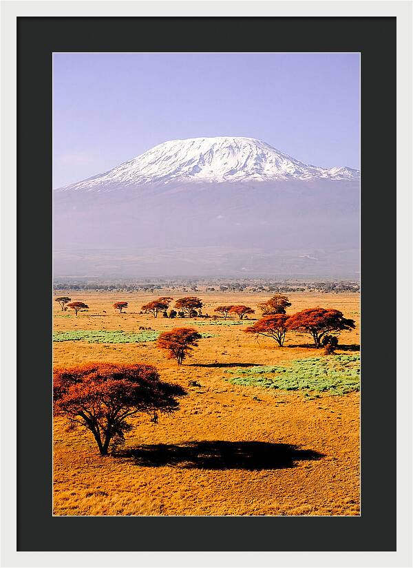 Stunning Kilimanjaro Above Amboseli