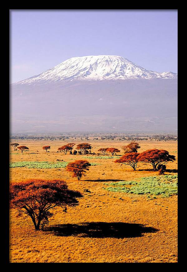 Stunning Kilimanjaro Above Amboseli
