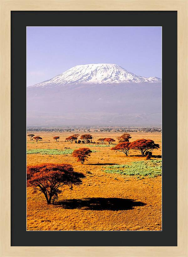 Stunning Kilimanjaro Above Amboseli