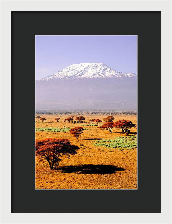 Stunning Kilimanjaro Above Amboseli