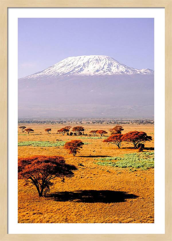 Stunning Kilimanjaro Above Amboseli