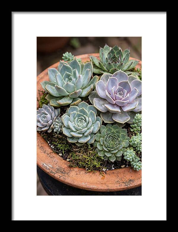 Succulent Arrangement Serenity