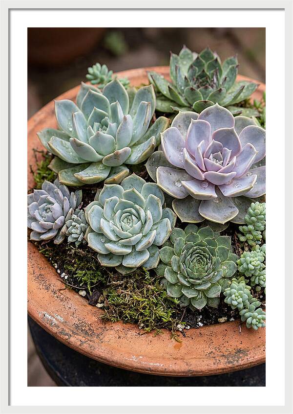 Succulent Arrangement Serenity