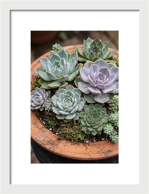 Succulent Arrangement Serenity