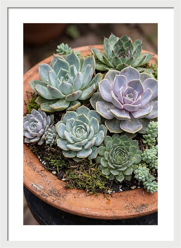Succulent Arrangement Serenity