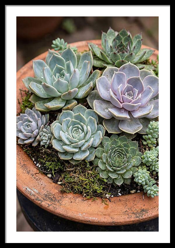 Succulent Arrangement Serenity