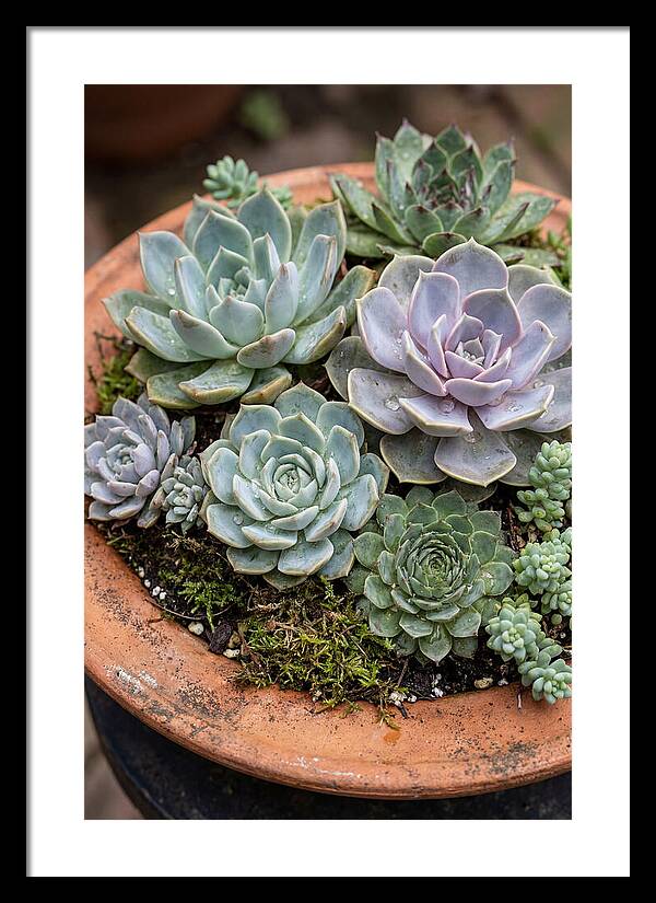 Succulent Arrangement Serenity