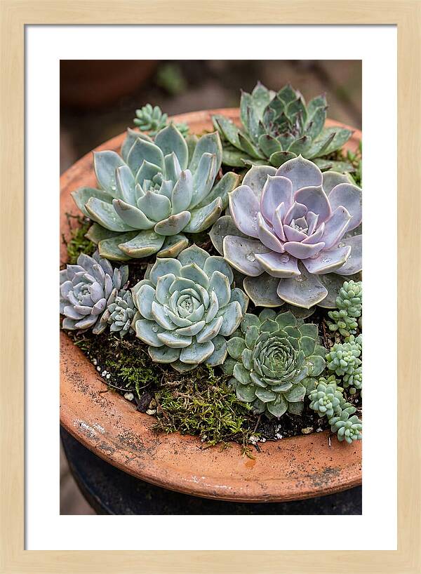 Succulent Arrangement Serenity
