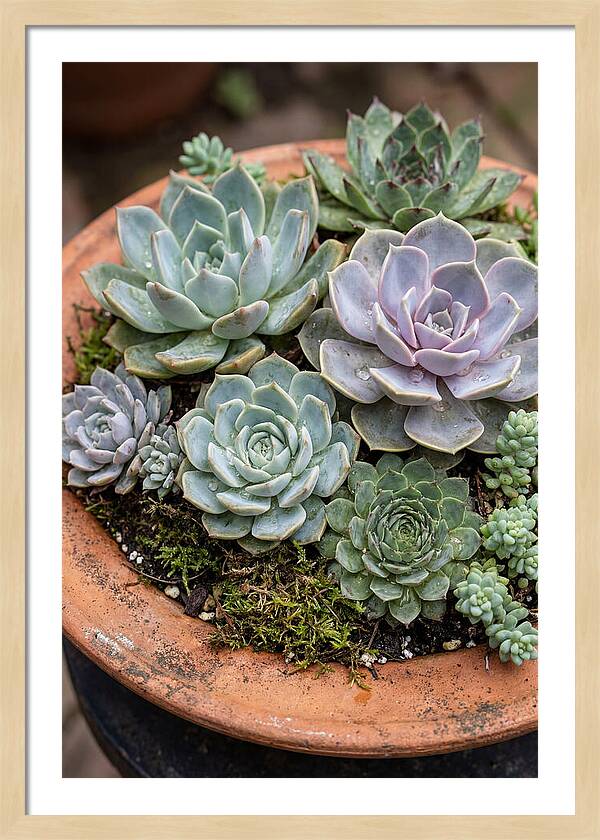 Succulent Arrangement Serenity