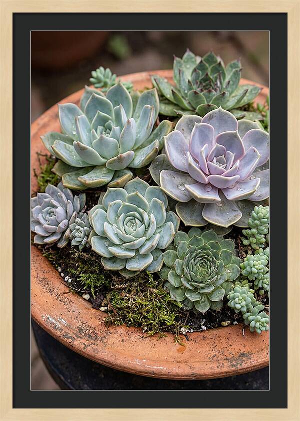 Succulent Arrangement Serenity