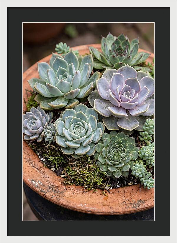 Succulent Arrangement Serenity