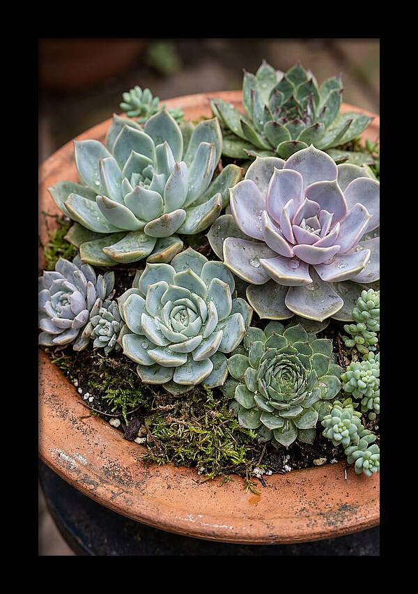 Succulent Arrangement Serenity