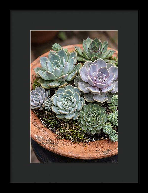 Succulent Arrangement Serenity