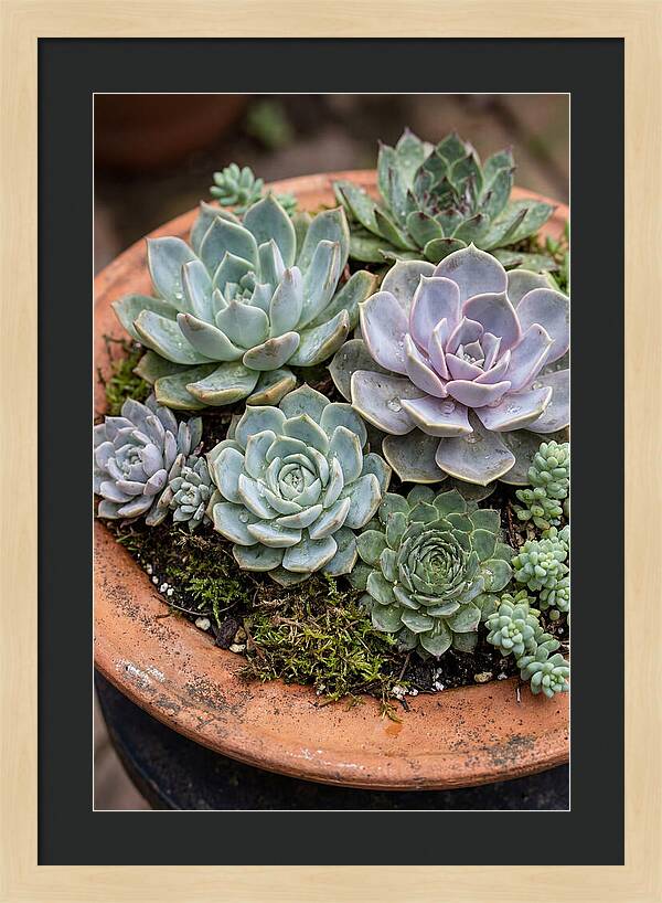 Succulent Arrangement Serenity