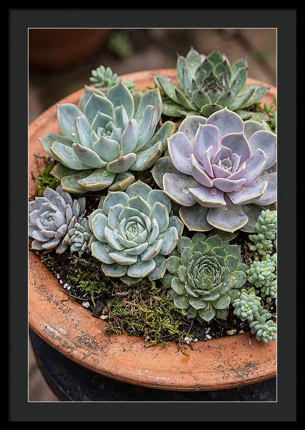 Succulent Arrangement Serenity