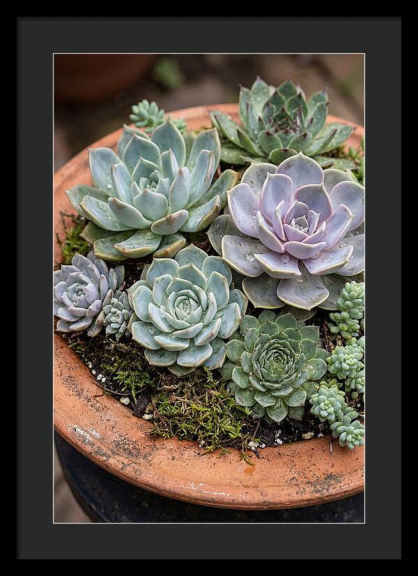 Succulent Arrangement Serenity
