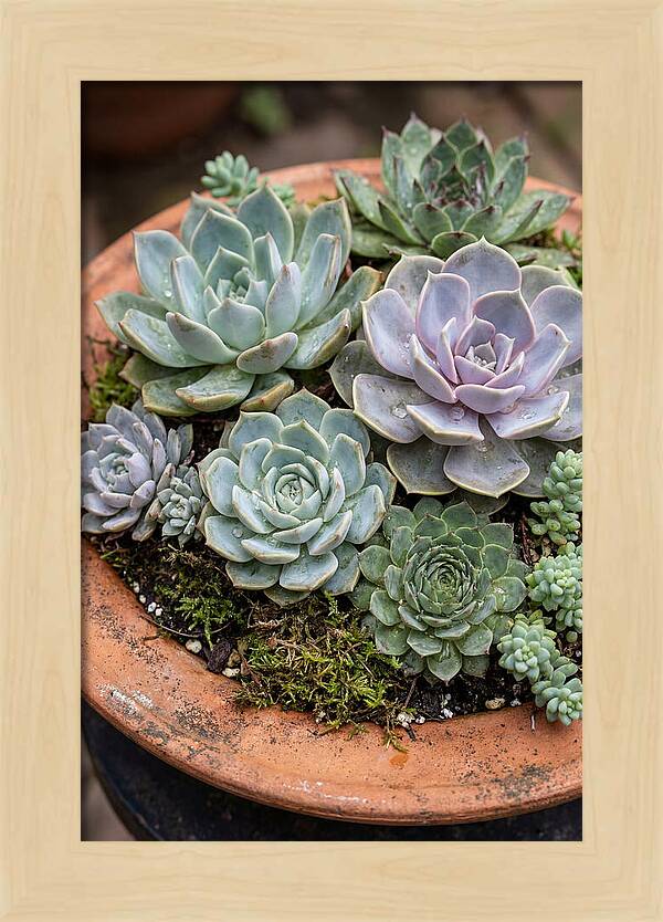 Succulent Arrangement Serenity