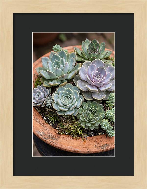 Succulent Arrangement Serenity