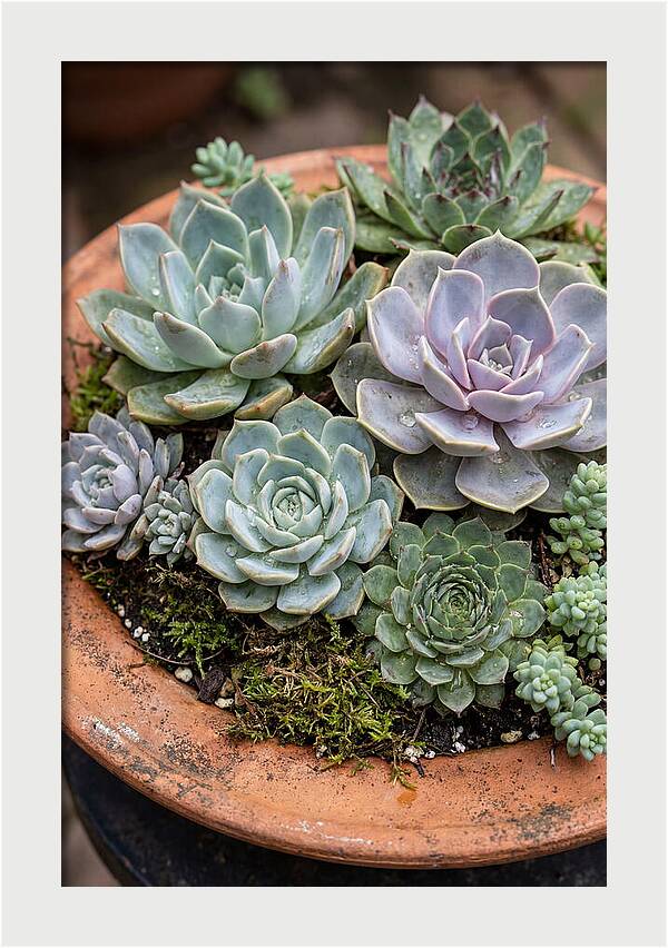 Succulent Arrangement Serenity