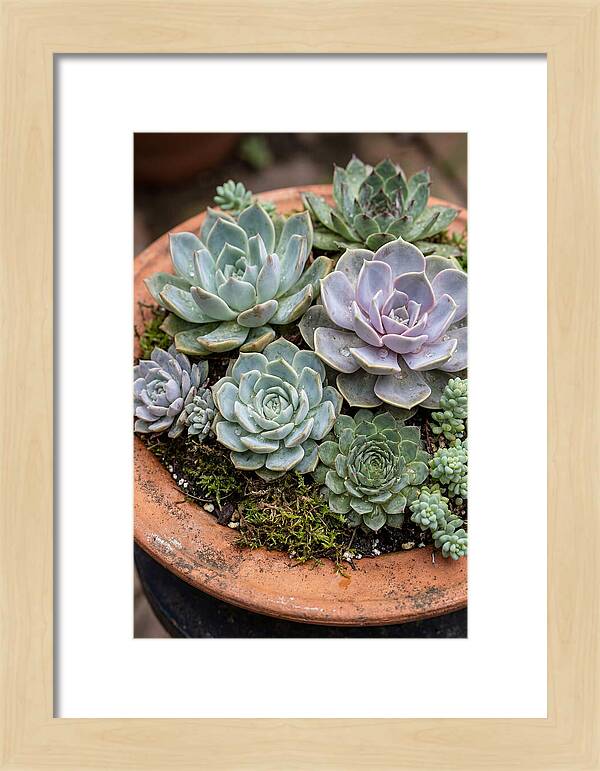 Succulent Arrangement Serenity