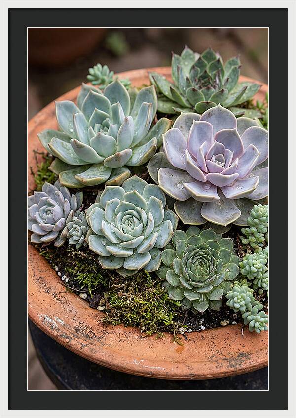 Succulent Arrangement Serenity