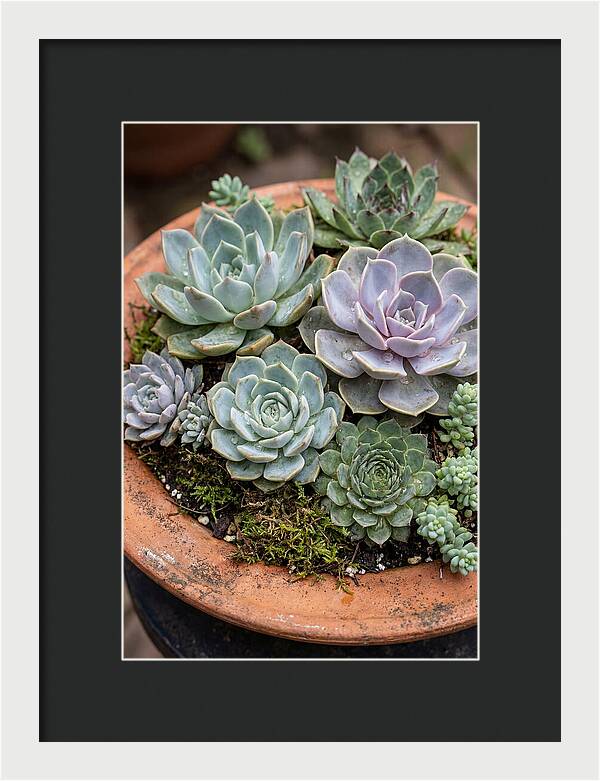 Succulent Arrangement Serenity