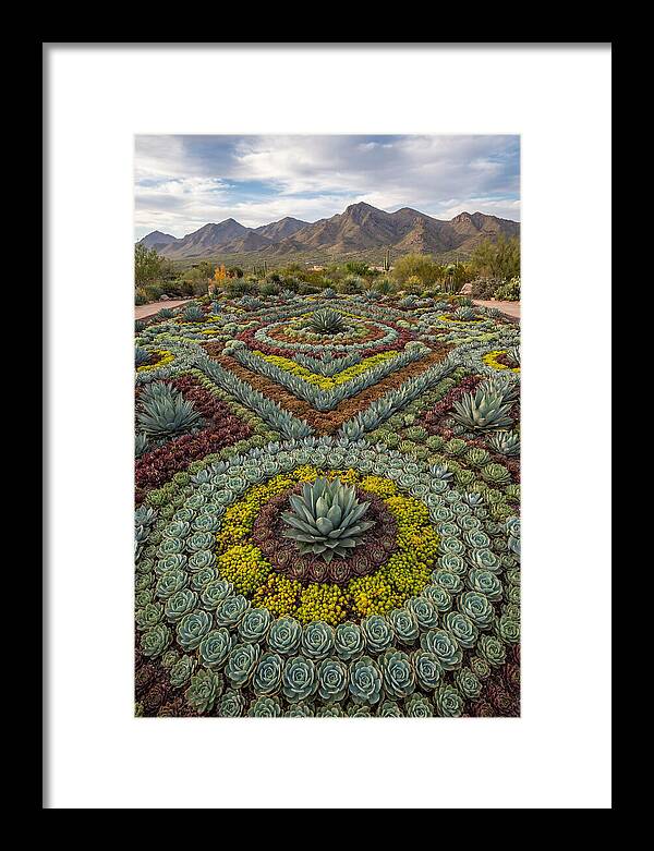 Succulent Garden Harmony