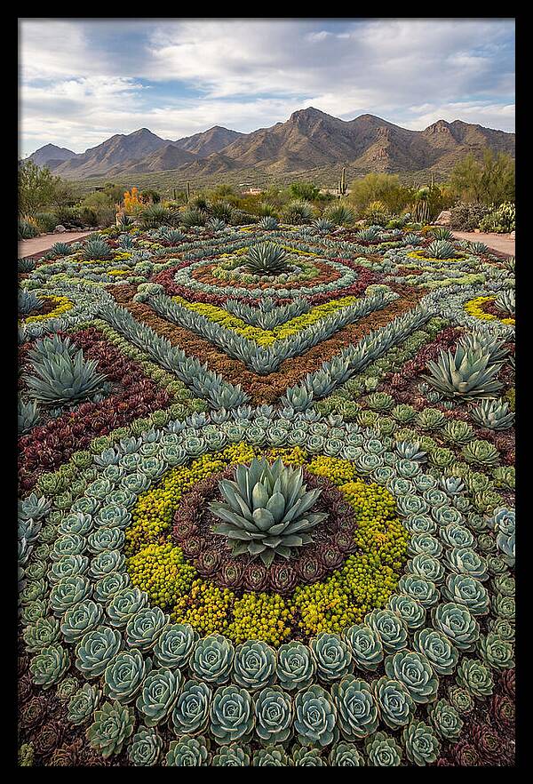 Succulent Garden Harmony