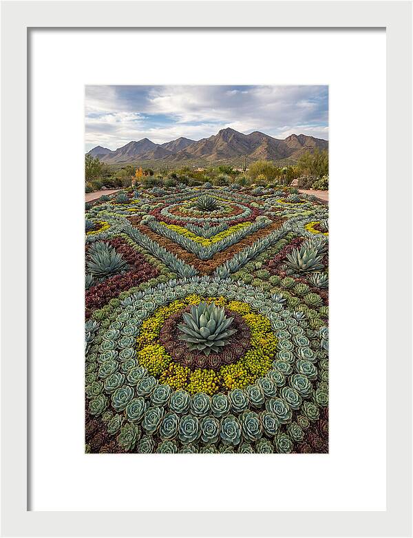 Succulent Garden Harmony