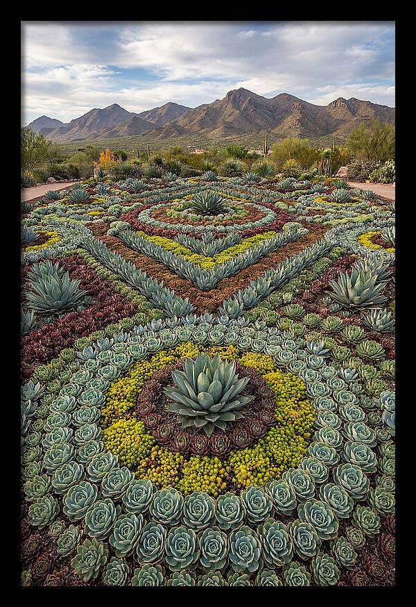 Succulent Garden Harmony