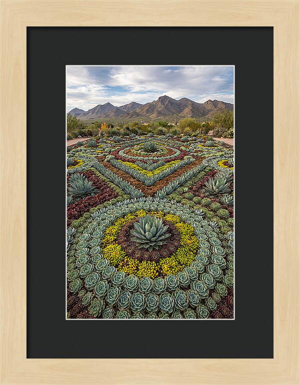 Succulent Garden Harmony